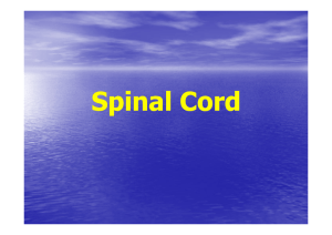 Spinal Cord