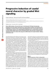 Progressive induction of caudal neural character by graded Wnt