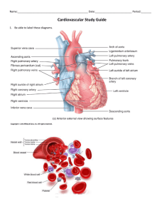 Cardiovascular Study Guide