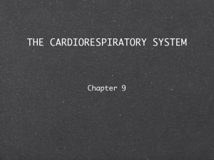 THE CARDIORESPIRATORY SYSTEM