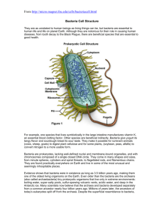 From http://micro.magnet.fsu.edu/cells/bacteriacell.html