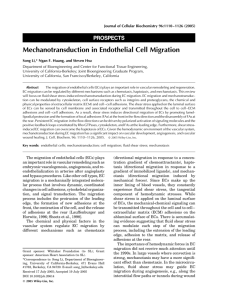 Mechanotransduction in endothelial cell migration