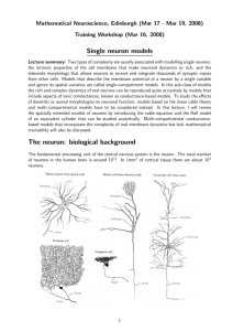 Single neuron models The neuron