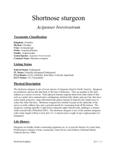 Shortnose sturgeon - Florida Fish and Wildlife Conservation