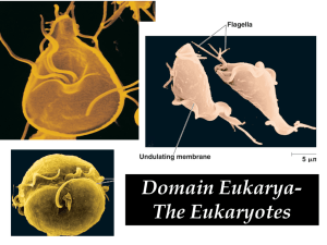 Domain Eukarya- The Eukaryotes `
