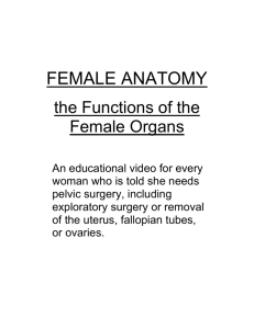 female anatomy - HERS Foundation