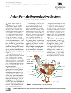 Avian Female Reproductive System