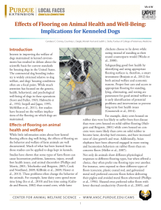 Effects of Flooring on Animal Health and Well-Being