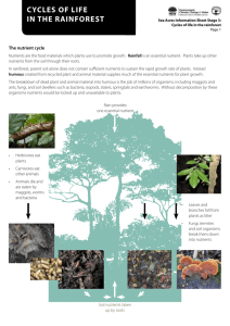 Rainforest Kit - Cycles of Life stage 3 information sheet
