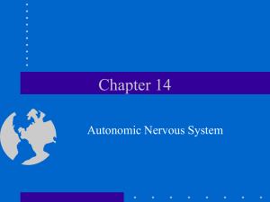 16. Autonomic Nervous System.
