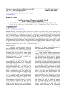 Research Article Dual Innervation of Human Brachialis Muscle
