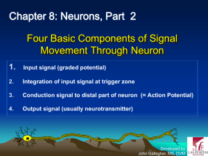 Chapter 8: Neurons, Part 2