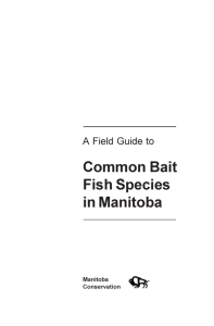 Common Bait Fish Species in Manitoba