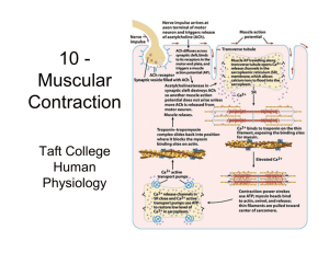 10 - Muscular Contraction