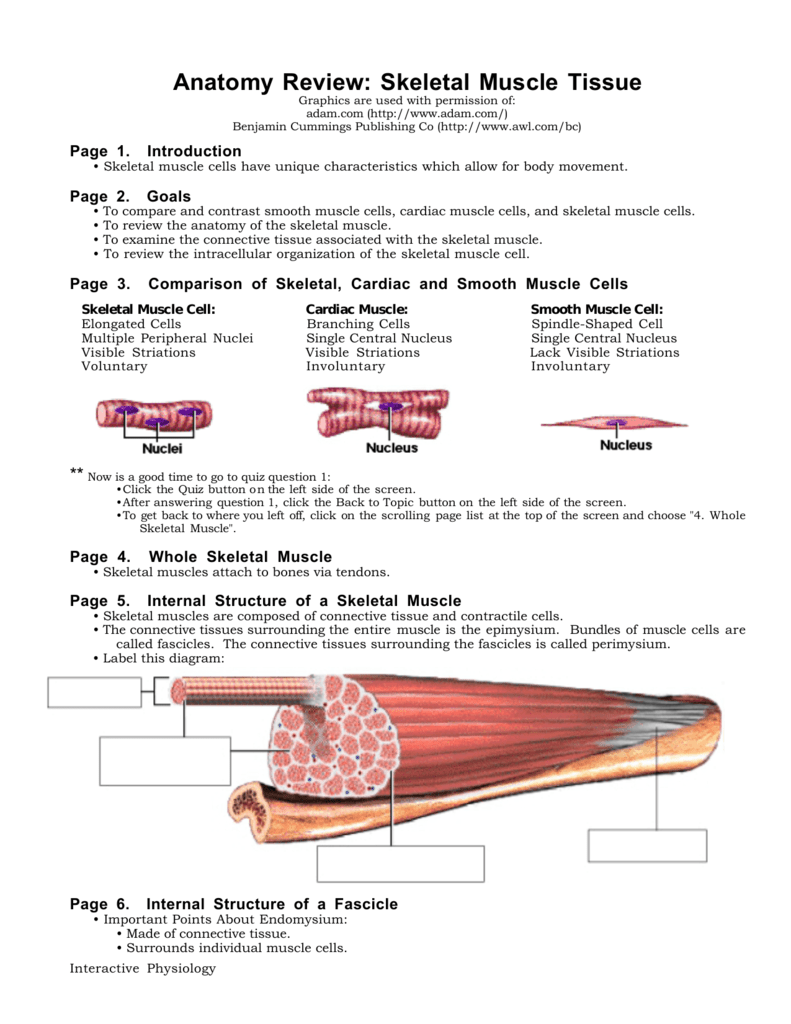 Skeletal Muscle Fiber Diagram Labeled