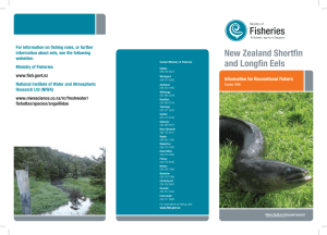 New Zealand Shortfin and Longfin Eels