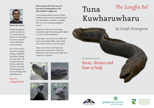 Tuna kuwharuwharu – the longfin eel