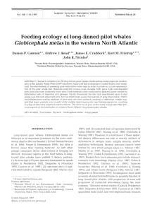 Feeding ecology of long-finned pilot whales Globicephala melas in