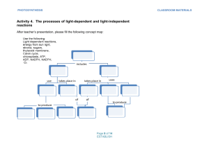 Activity 4. The processes of light-dependent and light