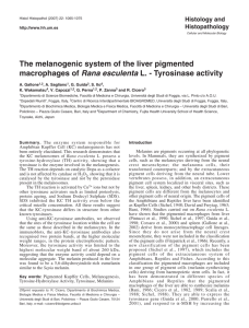 The melanogenic system of the liver pigmented macrophages of