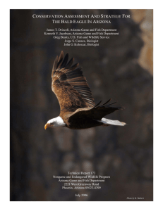 conservation assessment and strategy for the bald eagle in arizona