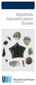 Shellfish Identification Guide