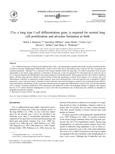 T1alpha, a lung type I cell differentiation gene, is required for normal
