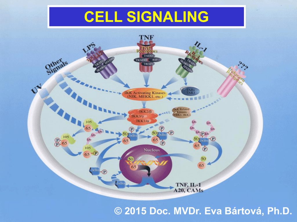 cell-signaling