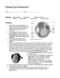 Sheep Eye Dissection