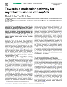 Towards a molecular pathway for myoblast fusion in Drosophila