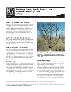 Training Young Apple Trees to the Central Leader System