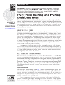 Fruit Trees: Training and Pruning Deciduous Trees