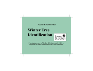 Winter Tree Identification Pocket Guide