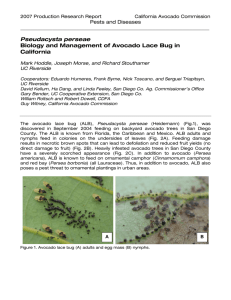 Biology and Management of Avocado Lace Bug