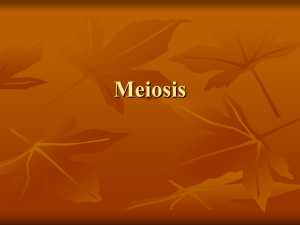 02. Meiosis