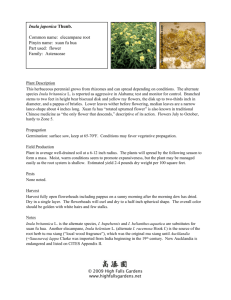 Inula japonica Thunb. Common name: elecampane root Pinyin
