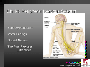 Ch 14: Peripheral Nervous System