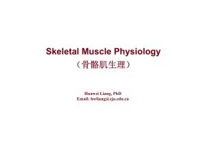 Muscle physiology