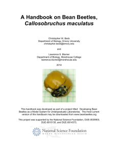 A Handbook on Bean Beetles, Callosobruchus maculatus