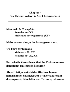 Chapter 7 Sex Determination & Sex Chromosomes Mammals
