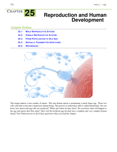 CHAPTER 25 Reproduction and Human Development
