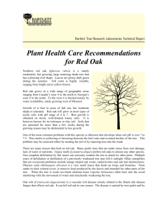 Plant Health Care Recommendations for Red Oak