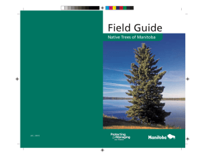 Native Trees of Manitoba Field Guide