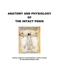 anatomy and physiology of the intact penis