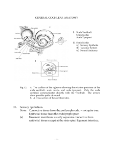 GENERAL COCHLEAR ANATOMY III. Sensory Epithelium Note