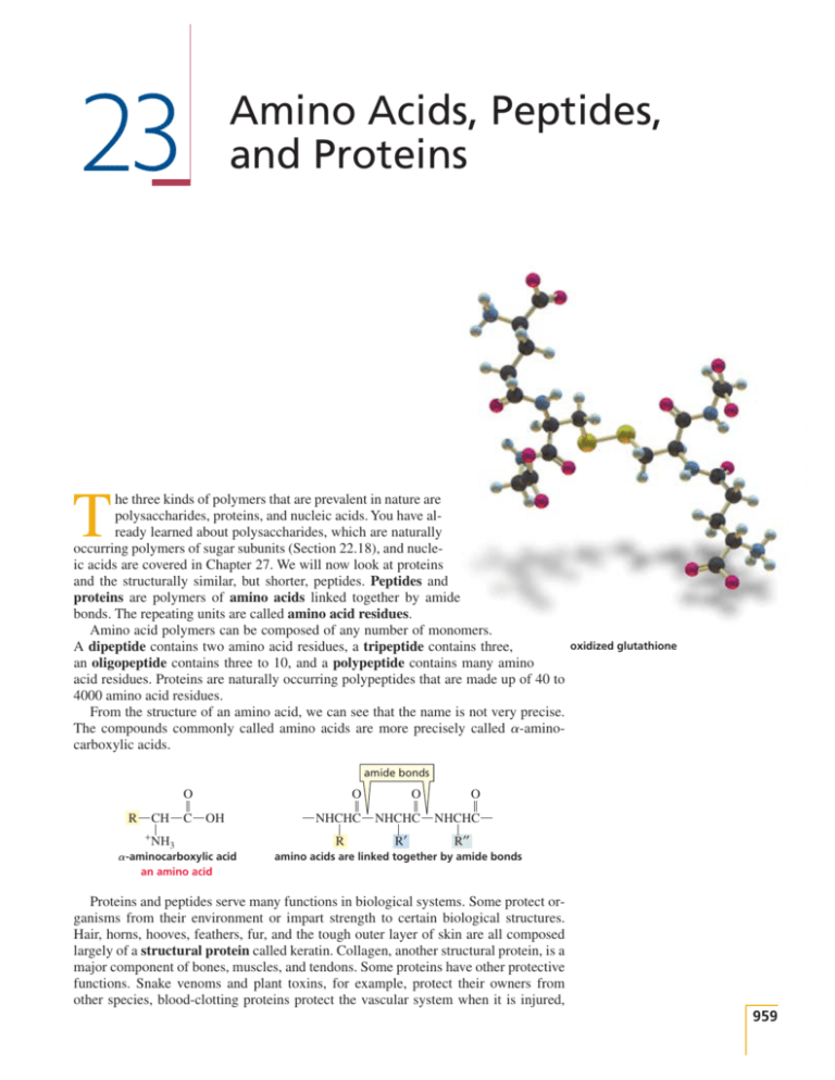 23 Amino Acids Peptides And Proteins