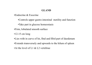 GLAND •Endocrine & Exocrine •Controls upper gastro