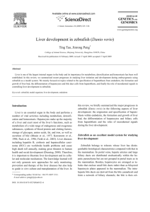 Liver development in zebrafish (Danio rerio)