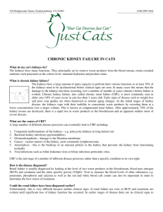 CHRONIC KIDNEY FAILURE IN CATS