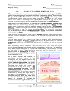 Menstrual Cycle - Explore Biology